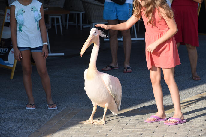 The famous harbour restaurant regular